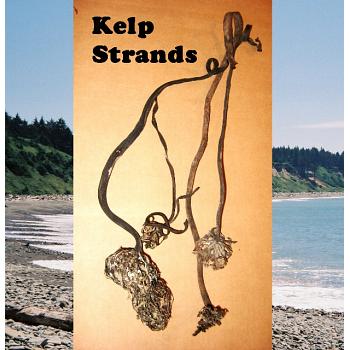 25 Pacific Ocean Kelp Strands Up To 3 Feet